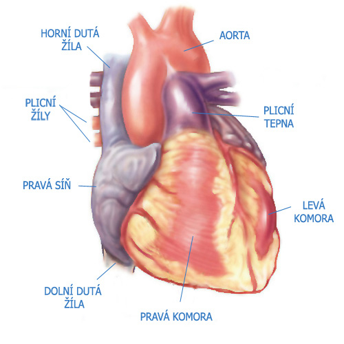 Schéma srdce - obrázek